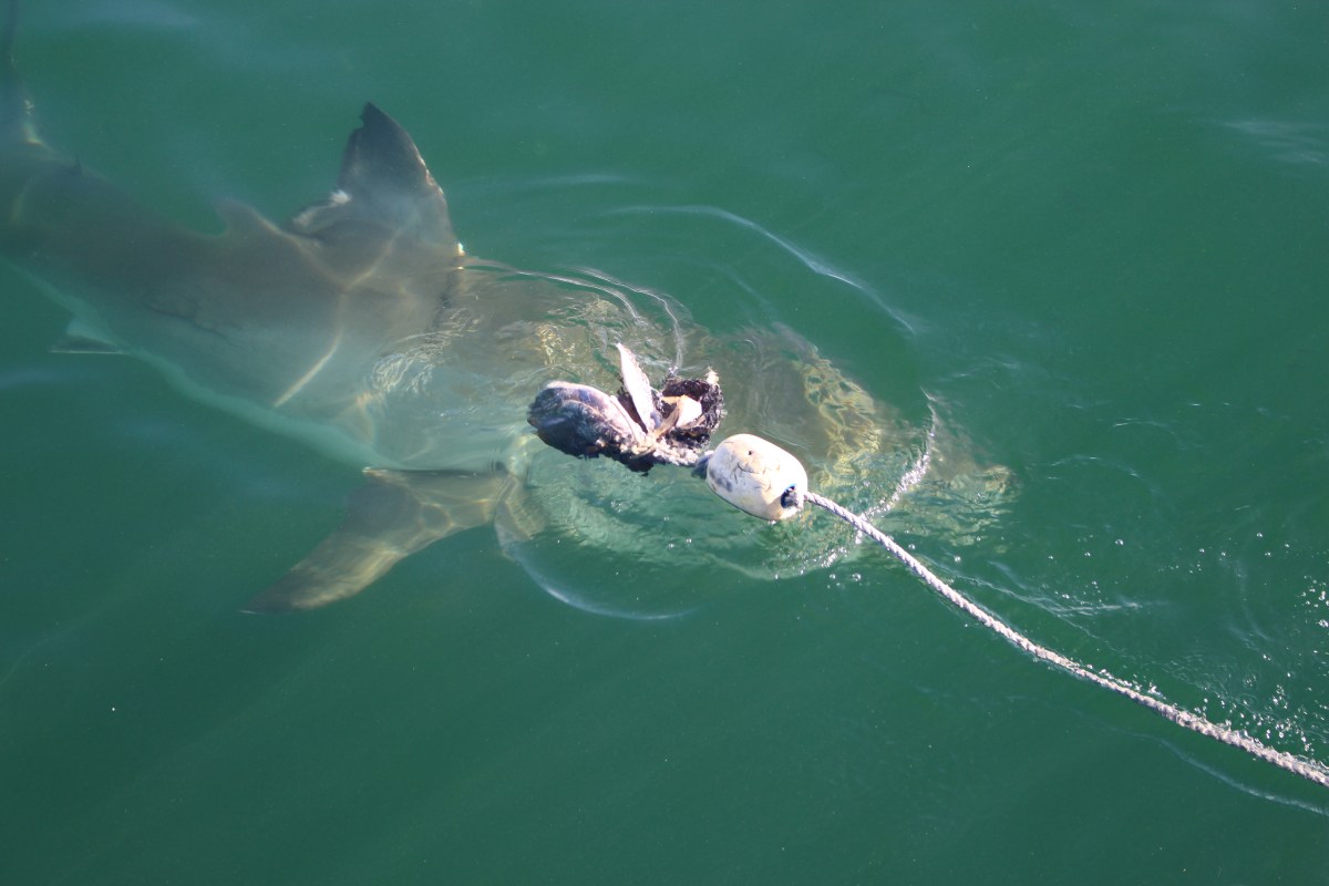 Shark cage diving, gansbaai, activities, adventure,