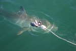 Shark cage diving, gansbaai, activities, adventure,